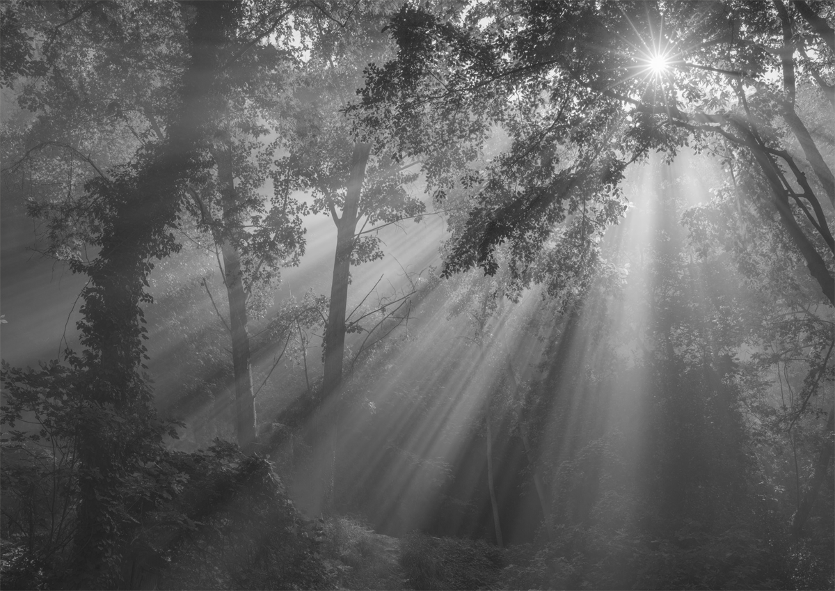 A black and white photograph of light coming through the trees creating connotations of a peaceful place. Referring to our acoustic solutions.